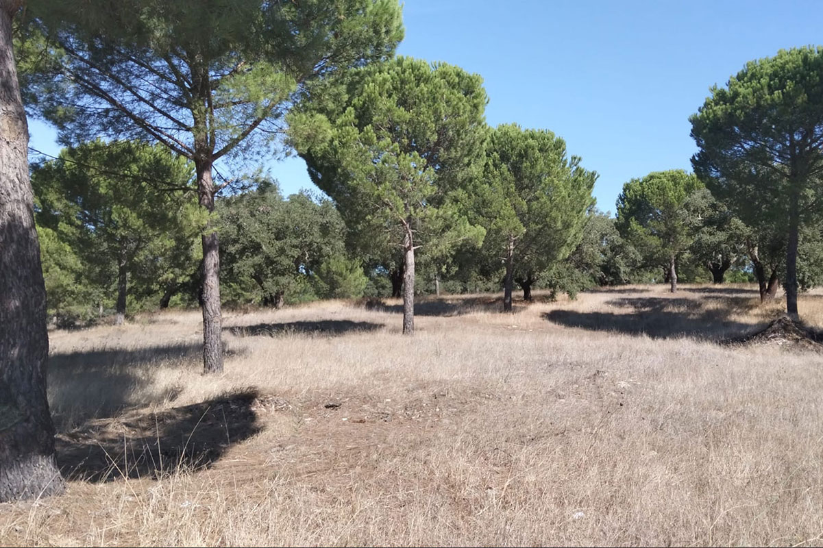 Terreno Rústico, com 15.325 hectares, no Poceirão, Marateca, Setúbal - Refª TV-001.26