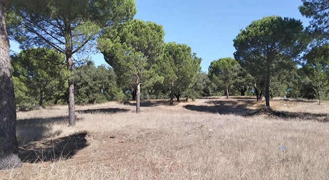 Terreno Rústico, com 15.325 hectares, no Poceirão, Marateca, Setúbal - Refª TV-001.26